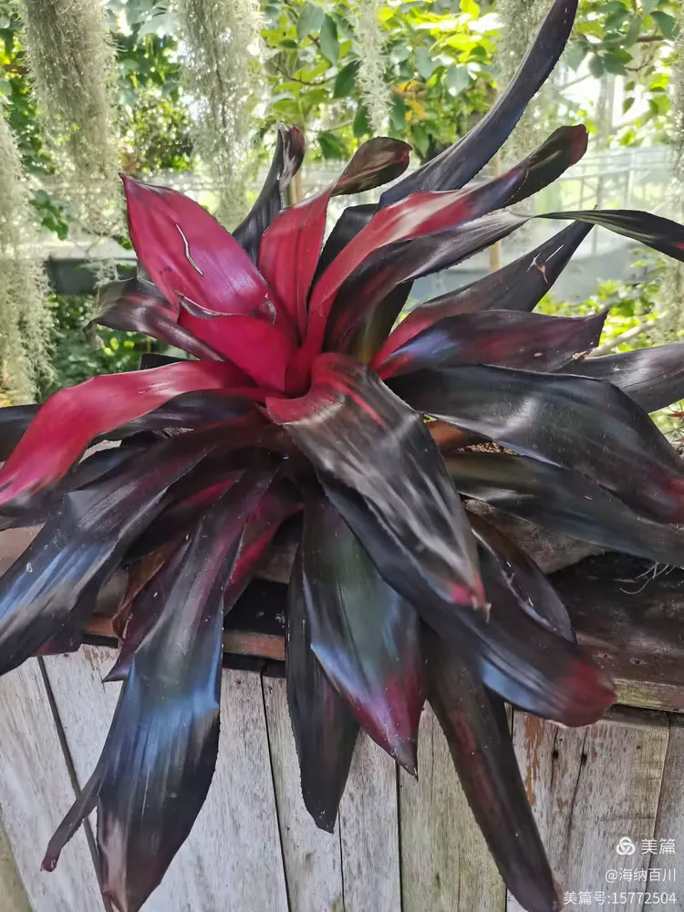 上海辰山植物园游记